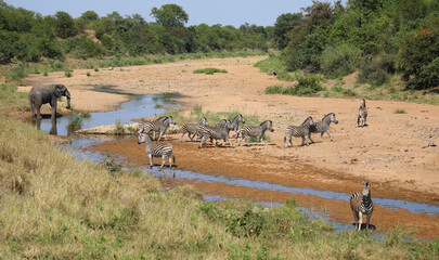 Afrikanischer Elefant und Steppenzebra im Tsendze River/ African elephant  and Burchell's zebra in...