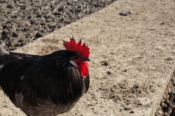 COQ NOIR