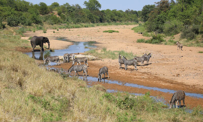 Afrikanischer Elefant und Steppenzebra im Tsendze River/ African elephant  and Burchell's zebra in...