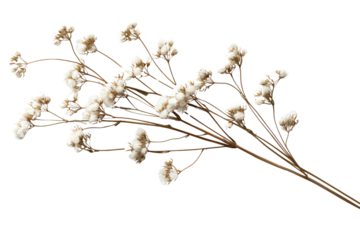 A cluster of dried baby's breath flowers with delicate white blooms, isolated on a transparent background, PNG file.