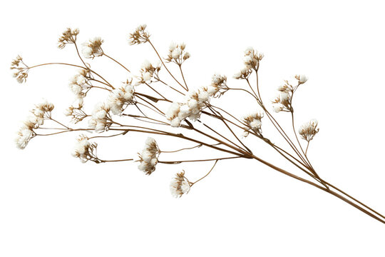 A cluster of dried baby's breath flowers with delicate white blooms, isolated on a transparent background, PNG file.