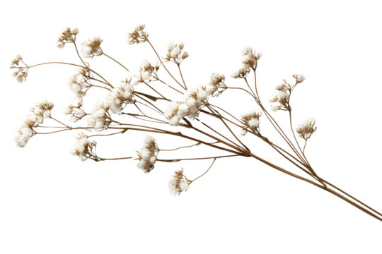 A cluster of dried baby's breath flowers with delicate white blooms, isolated on a transparent background, PNG file.