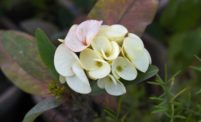 Close up of beautiful yellow Euphorbia milii, the crown of thorns, called Corona de Cristo. Crown of thorn flower. yellow Euphorbia milii flower in the garden, Blooming Euphorbia milii, bunch flowers