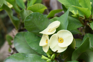 Close up of beautiful yellow Euphorbia milii, the crown of thorns, called Corona de Cristo. Crown of thorn flower. yellow Euphorbia milii flower in the garden, Blooming Euphorbia milii, bunch flowers