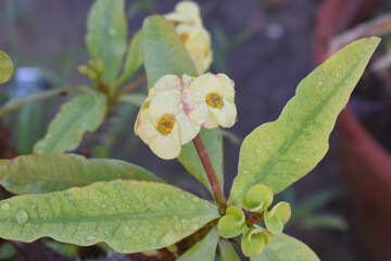 Close up of beautiful yellow Euphorbia milii, the crown of thorns, called Corona de Cristo. Crown of thorn flower. yellow Euphorbia milii flower in the garden, Blooming Euphorbia milii, bunch flowers