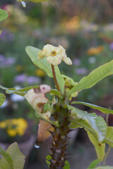 Close up of beautiful yellow Euphorbia milii, the crown of thorns, called Corona de Cristo. Crown...