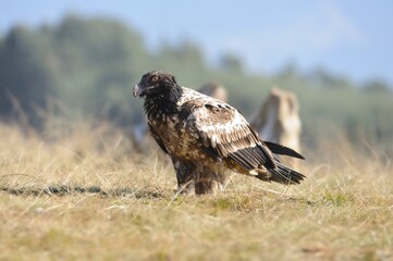 JUVENILE BEARDED VULTURE (Gypaetus barbatus) highly endangered throughout southern africa