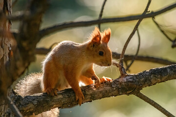 squirrel on a tree