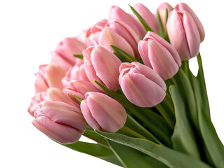 Fototapeta premium A bouquet of pink tulips in full bloom, isolated on a clean transparent background, PNG file.