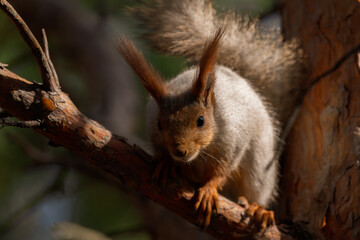 squirrel on a tree