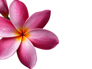 Fototapeta premium A bright pink plumeria flower with a yellow center, isolated on a clean transparent background, PNG file.
