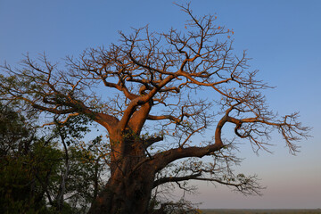 Affenbrotbaum / Baobab / Adansonia digitata