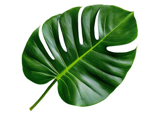 A broad monstera leaf with deep green color and characteristic slits, isolated on a transparent background, PNG file.