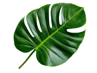 A broad monstera leaf with deep green color and characteristic slits, isolated on a transparent background, PNG file.