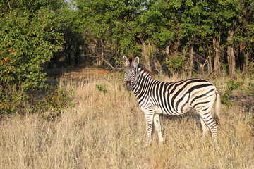 Obraz premium Steppenzebra / Burchell's zebra / Equus quagga burchellii