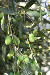 unripe green olives on tree closeup, Olive-tree branch with unripe green olives, olive tree...