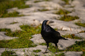 crow on the ground