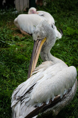 pelican on the beach