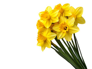 Fototapeta premium A bunch of vibrant yellow daffodils with green stems, isolated on a clean transparent background, PNG file.