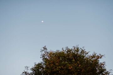 The moon glows in the evening sky above the large tree