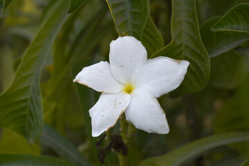 white flower called plumeria pudica  in the garden, Plumeria Pudica white flowers, Plumeria Pudica Flowers Beautiful tulips flowers blooming outdoors garden. White color Plumeria Pudica flowers image