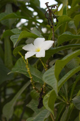 white flower called plumeria pudica  in the garden, Plumeria Pudica white flowers, Plumeria Pudica Flowers Beautiful tulips flowers blooming outdoors garden. White color Plumeria Pudica flowers image