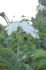 white flower called plumeria pudica  in the garden, Plumeria Pudica white flowers, Plumeria Pudica Flowers Beautiful tulips flowers blooming outdoors garden. White color Plumeria Pudica flowers image