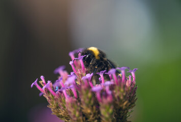 Bee on the flawer 