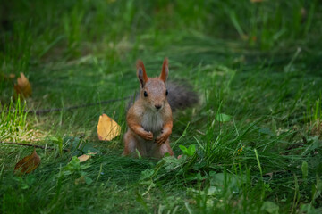 squirrel eating nut