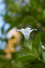 Crested Philippine violet or Bluebell barleria (Barleria cristata Lavender Lace) rare variety wild flower medicinal plant, close up, Barleria Cristata Lavender Lace Flowers With Leaves In Garden,