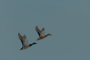 birds in flight