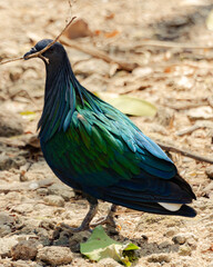 nicobar pigeon with branch