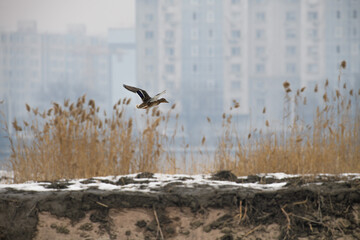birds in flight