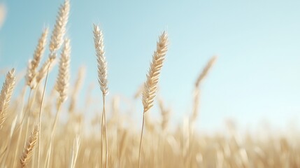 Fototapeta premium Golden wheat field under pale sky