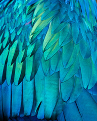 Obraz premium nicobar pigeon feather close-up
