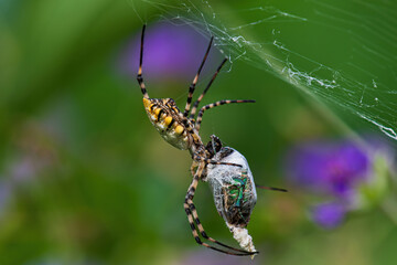 spider on a web