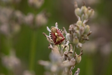 red and yellow flower