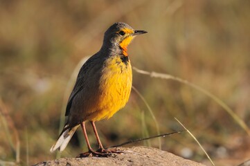 ORANGE THROATED LONGCLAW (aka Cape Longclaw) 