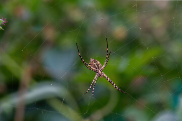 spider on a web