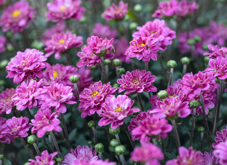Obraz premium pink flowers in the garden