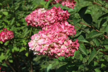 Paniculata hydrangea is a common decoration of the city park