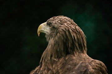 portrait of a eagle