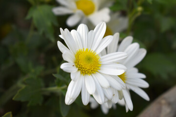 white Common daisy beautiful flowers with blur green background in garden, White beautiful daisies on a field in green grass, Oxeye daisy, Leucanthemum vulgare, Daisies, Dox-eye, Dog daisy in nature