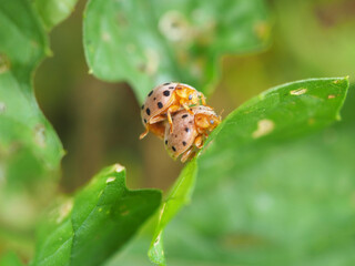 Eggplant beetle, 28 spots mating on bitter gourd leaves. Closeup photo, blurred.