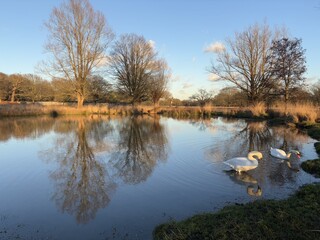 wild park Richmond Park in London United Kingdom