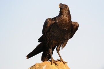 WHITE-NECKED RAVEN (Corvus albicollis)  