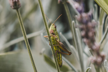 grasshopper on the grass
