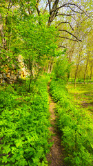 Fototapeta premium A serene forest path surrounded by lush greenery and tall trees, perfect for nature walks and outdoor adventures. 📍Hawraman Takht, Kurdistan