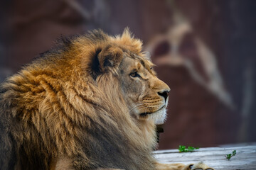 Naklejka premium portrait of a lion