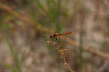 dragonfly on a branch